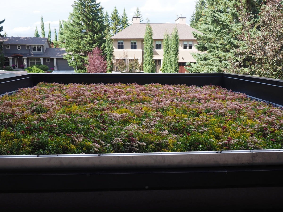 Green Roof | Calgary, AB